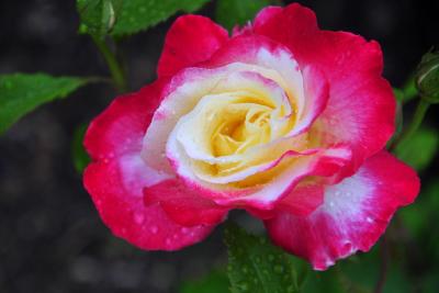 花フェスタ記念公園、雨が降り続ける薔薇