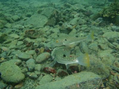 串本で体験ダイビング　いきなり編