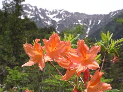 花の上高地　大正池から