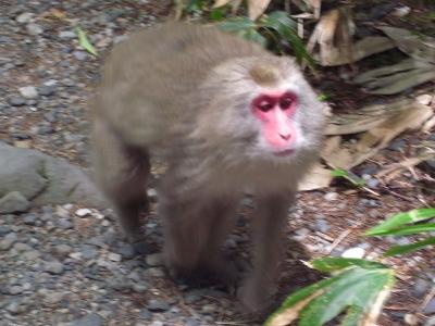猿の上高地　明神池へ