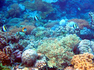ブナケン島　青の世界　珊瑚編　◆サンゴの名前募集中！