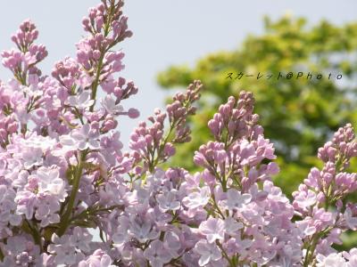 おさんぽ日和☆川下公園