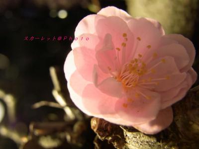 おさんぽ日和☆平岡公園