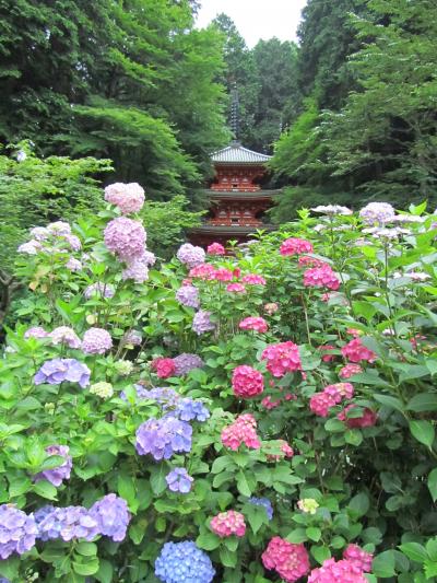 岩船寺（がんせんじ）のあじさい