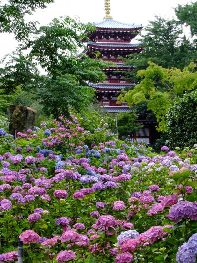 間に合ったあじさい寺本土寺のアジサイ22年6月28日