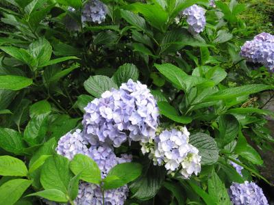 2010水無月　【箱根　天成園】で、またも日帰りの湯浴み～～♪