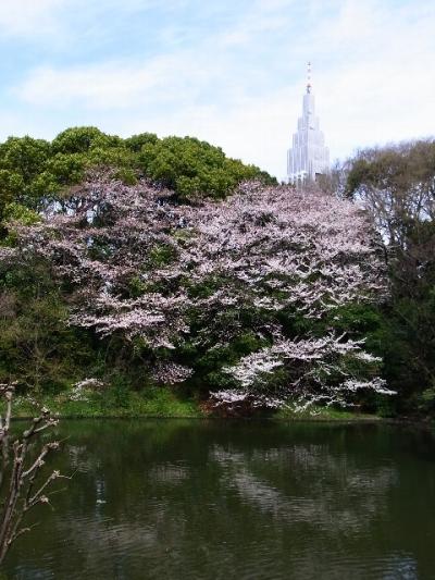 桜の明治神宮を散歩する。
