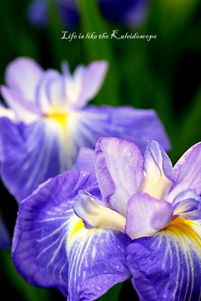 愛知　賀茂の菖蒲園