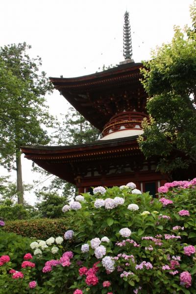 奈良　久米寺の紫陽花