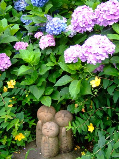 鎌倉で紫陽花三昧2010