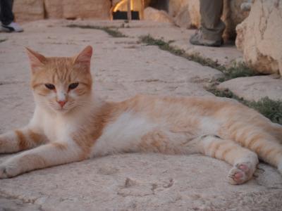 シリア＆ヨルダン旅行記⑤　パルミラでネコと戯れる編