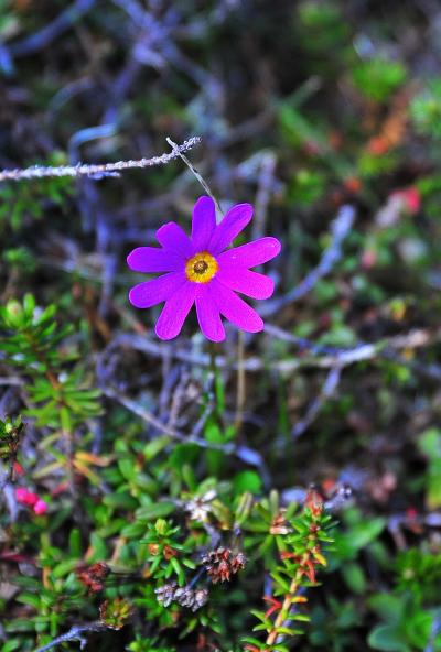 カムチャッカ雲上の花々と残雪の山　（とりあえずつまみ食い）