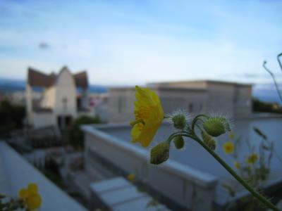 花の函館