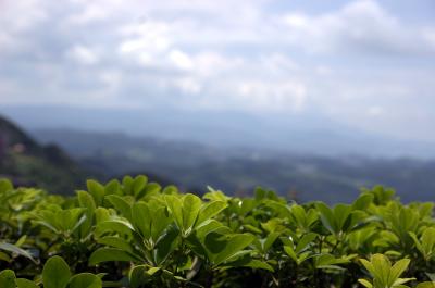 2010台湾　茶の香り麗し