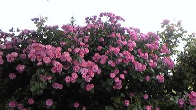 イギリス領事館のバラ~2010年7月