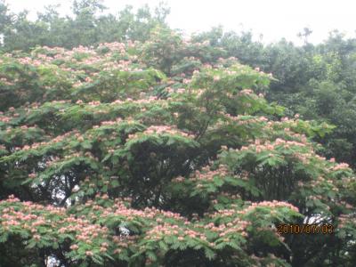 梅雨時の野川公園。「雨に西施がネブの花」。