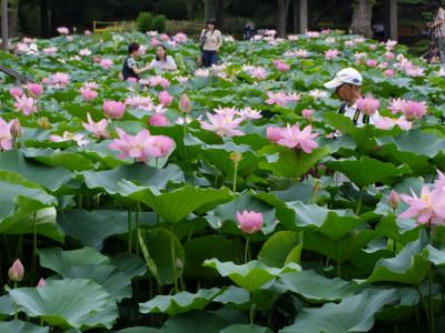 千葉公園の美しい大賀ハスは見頃　22年7月5日