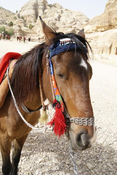 シリア＆ヨルダン旅行記⑫　ぺトラで馬に乗る編