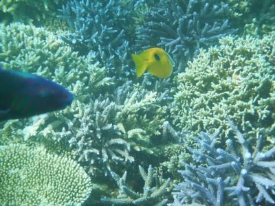 石垣島　シュノーケル&amp;体験ダイビング旅　一日目