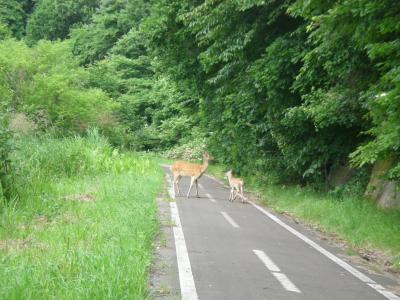 ワッカ原生花園