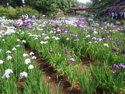 「小田原城花菖蒲まつり」を見に行きました