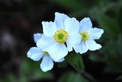 カムチャッカ雲上の花々と残雪の山  1　（出発～２日目アバチャ山 ハイキング）