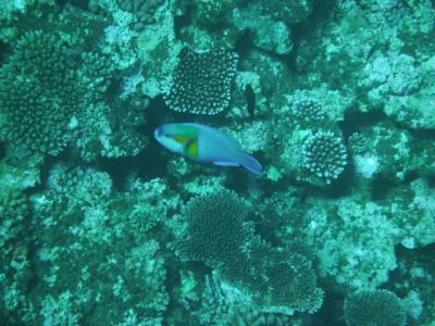 石垣島シュノーケル&amp;体験ダイビング旅　三日目