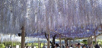 江南　曼荼羅寺　藤祭り　