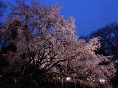 駒込は六義園にて枝垂れ桜に見とれた。