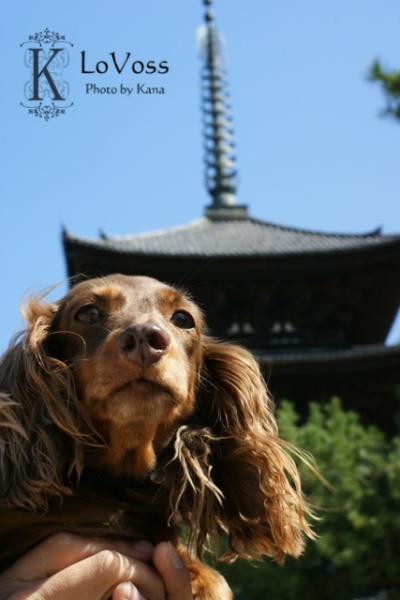 奈良　＜東大寺＞