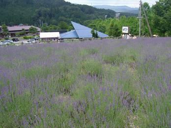 ２０１０年の清見のラベンダー