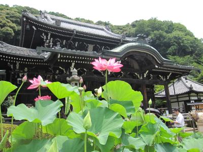 夏の京都 日帰り旅行