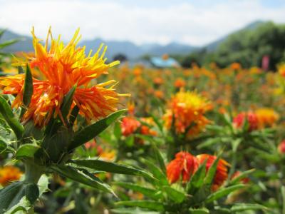 遠回りで、やっと山形①~蔵王温泉と念願の紅花畑~