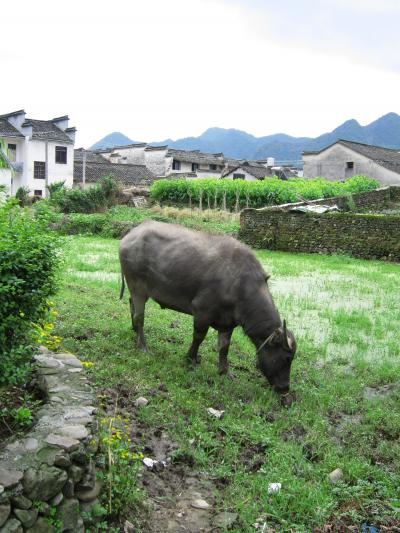 安徽古村めぐり07★のどかで美しく、映画の舞台にもなった「南屏」へ