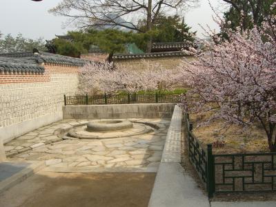 ３回目の韓国　桜がきれい！