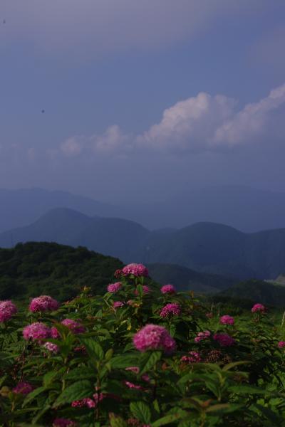 初夏のY湿原と伊吹山山頂散策2010～伊吹山山頂～