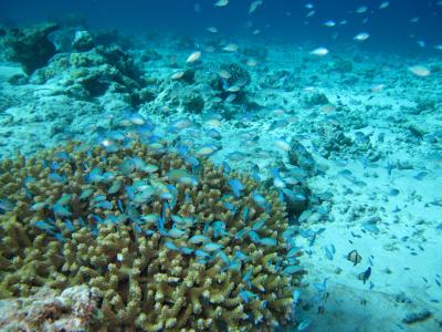 慶良間諸島（阿嘉島）へ初一人旅＆ダイビング　（初日・２日目 1～２ダイブ目）