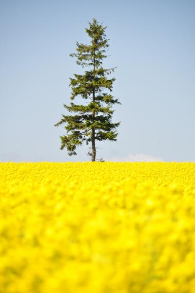 小さな北海道を楽しもう！Part.11～滝川の菜の花がダメなら増毛だー！の巻～