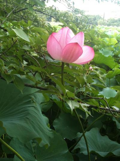 2010蓮の花観賞　千歳烏山と上野