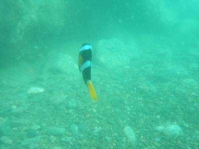 串本　体験ダイビング旅行