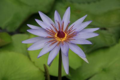 草津市立水生植物公園みずの森