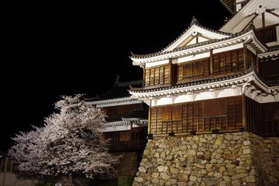 綾部　福知山　舞鶴　桜　百景