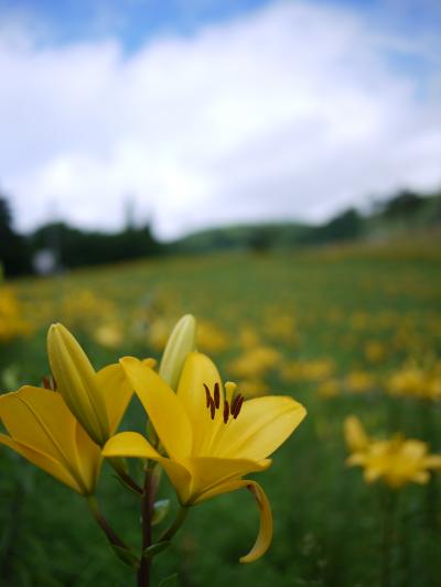 岐阜　ひるがの高原　花めぐり