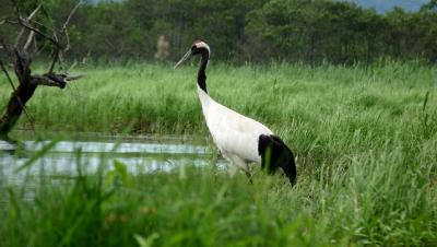 2010/7　釧路湿原　釧路川カヌーでタンチョウに出会ったー♪