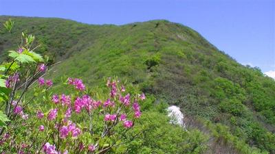 2010初夏：禿(かむろ)岳1261.7m 「あっという間に見事なブナ林に突入!!」