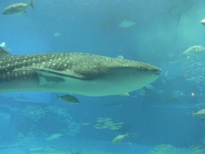 沖縄2010夏 ジンベイザメとフーチバーボロボロジューシーの旅