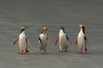 ニュージーランド南島(12) イエロー・アイド・ペンギンに和む：浜で ～2010年 GW～