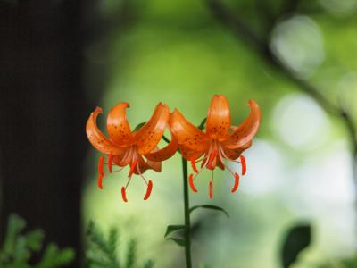 ２０１０年７月　梅雨の合い間に、箱根湿生花園へ