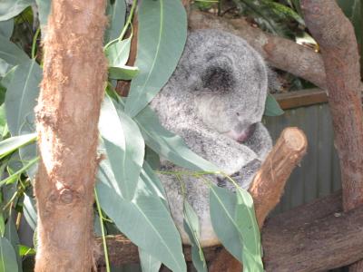 世界遺産3/16(ジュウロクブンノサン)4日目~世界の車窓からの世界最古の熱帯雨林~