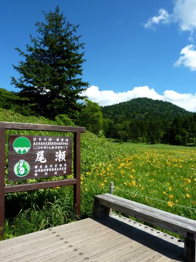 ニッコウキスゲの群生を見に尾瀬沼に行ってきました